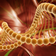 Image for article titled Extra gene keeps mice cancer-free and permanently skinny